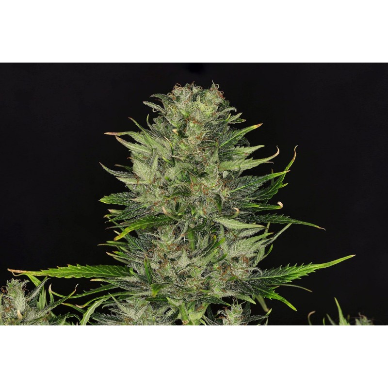 DOSIDOS AUTO · Kannabia Seed Company · semillas de marihuana · AutoFem