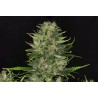 DOSIDOS AUTO · Kannabia Seed Company · semi di canapa · AutoFem