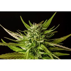 DOSIDOS · Kannabia Seed Company · semillas de marihuana · Fem