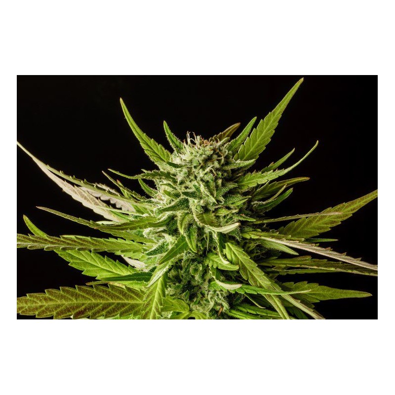 DOSIDOS · Kannabia Seed Company · cannabis seeds · Fem