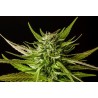 DOSIDOS · Kannabia Seed Company · cannabis seeds · Fem