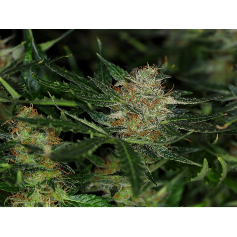 DREAM SHERBET AUTO · Kannabia Seed Company · semillas de marihuana · AutoFem