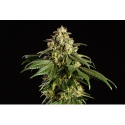 DREAM SHERBET · Kannabia Seed Company · cannabis seeds · Fem
