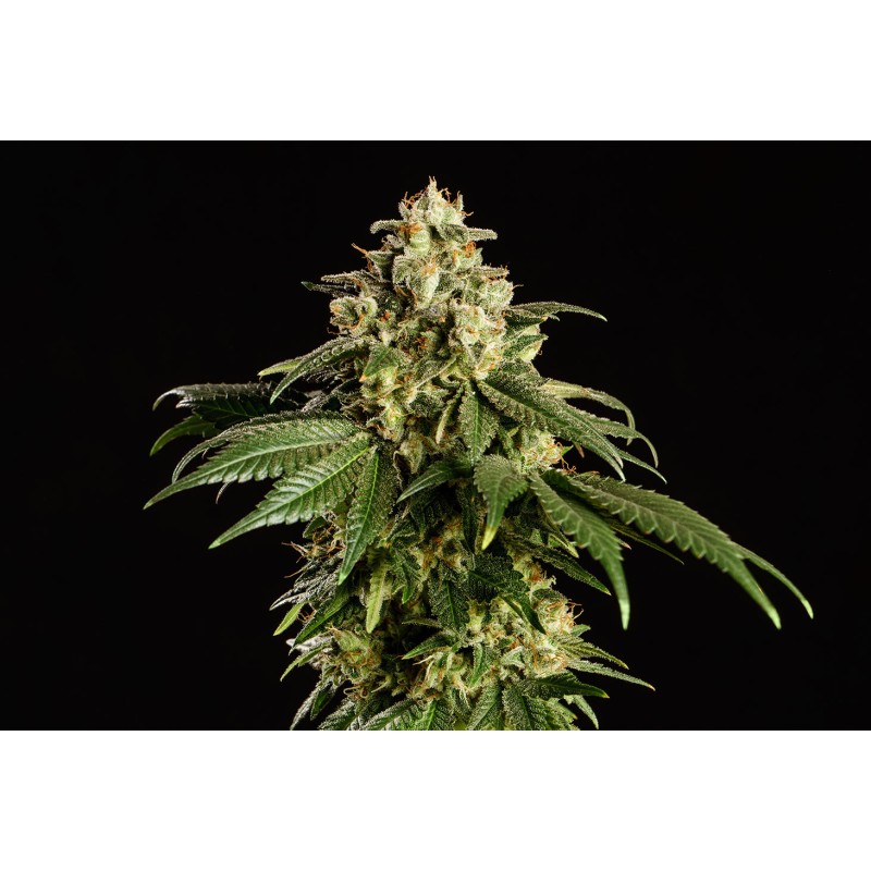 DREAM SHERBET · Kannabia Seed Company · semi di canapa · Fem