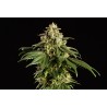 DREAM SHERBET · Kannabia Seed Company · cannabis seeds · Fem