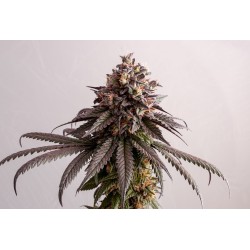 GELATO-K · Kannabia Seed Company · semi di canapa · Fem
