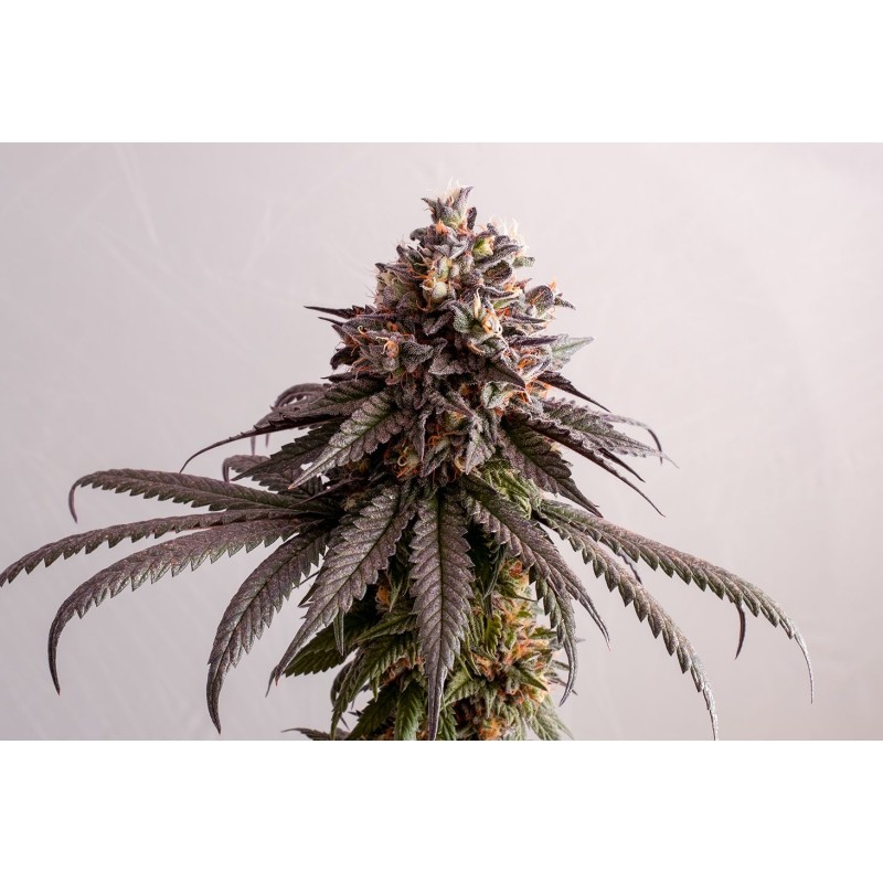 GELATO-K · Kannabia Seed Company · semi di canapa · Fem