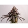 GELATO-K · Kannabia Seed Company · semillas de marihuana · Fem
