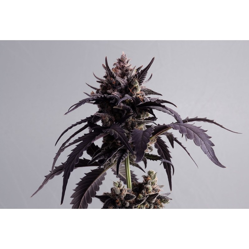 GINGER PUNCH AUTO · Kannabia Seed Company · semillas de marihuana · AutoFem