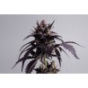 GINGER PUNCH AUTO · Kannabia Seed Company · semillas de marihuana · AutoFem