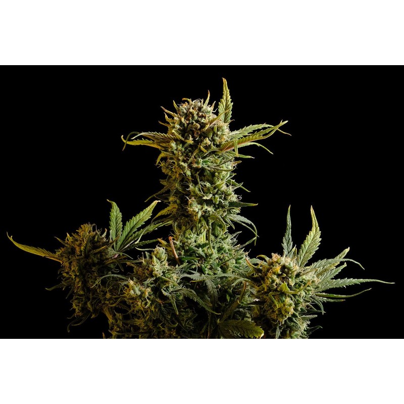 GNOMO AUTO · Kannabia Seed Company · semi di canapa · AutoFem
