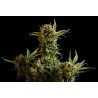 GNOMO AUTO · Kannabia Seed Company · semillas de marihuana · AutoFem