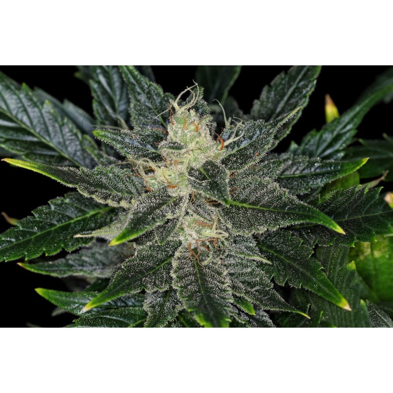 GORILLA KING AUTO · Kannabia Seed Company · semillas de marihuana · AutoFem