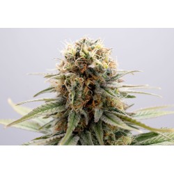 GSC · Kannabia Seed Company · semi di canapa · Fem
