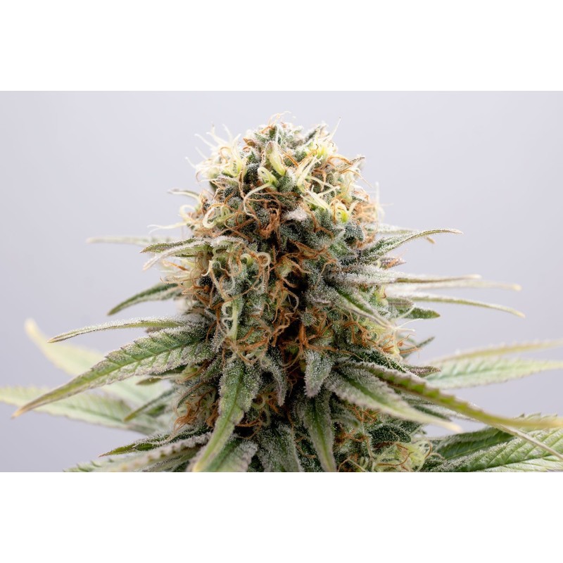 GSC · Kannabia Seed Company · semi di canapa · Fem