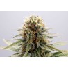 GSC · Kannabia Seed Company · semi di canapa · Fem