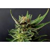 GYPSY KUSH · Kannabia Seed Company · semillas de marihuana · Fem