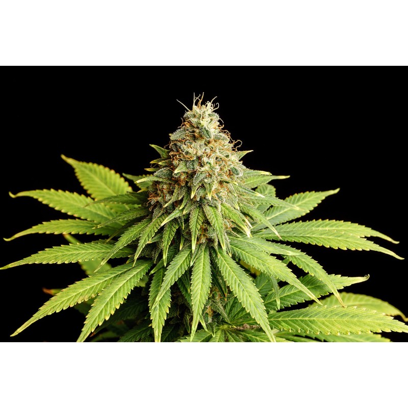 HELLFIRE OG · Kannabia Seed Company · semillas de marihuana · Fem