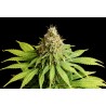 HELLFIRE OG · Kannabia Seed Company · semi di canapa · Fem