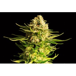 INDICA CREAM · Kannabia Seed Company · semi di canapa · Fem