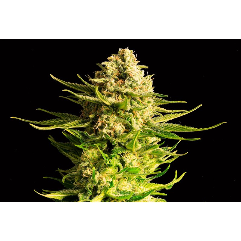 INDICA CREAM · Kannabia Seed Company · cannabis seeds · Fem