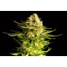 INDICA CREAM · Kannabia Seed Company · semi di canapa · Fem
