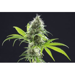 KAMA KUSH CBD · Kannabia Seed Company · semi di canapa · Fem