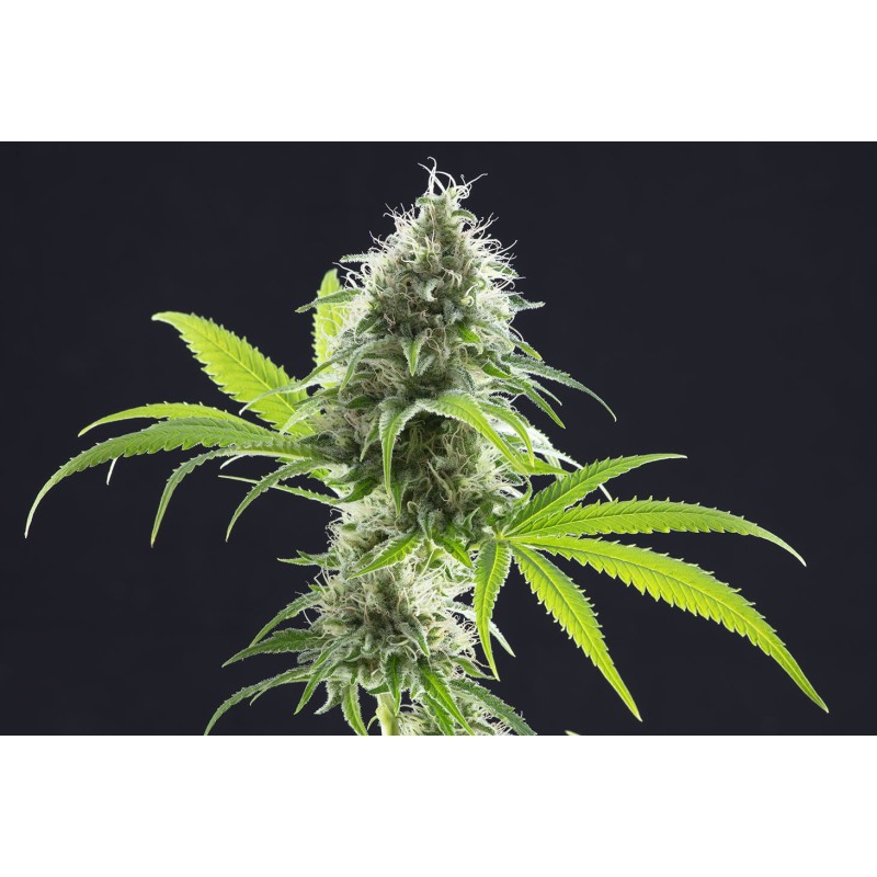 KAMA KUSH CBD · Kannabia Seed Company · semillas de marihuana · Fem