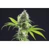 KAMA KUSH CBD · Kannabia Seed Company · semi di canapa · Fem