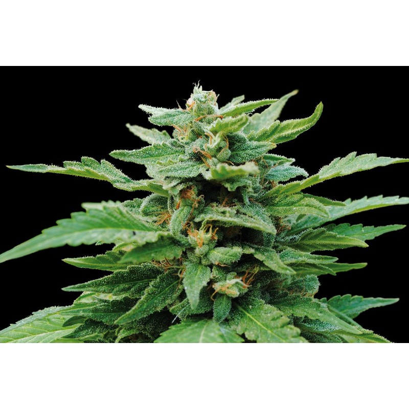 KARIBBEAN MANGO · Kannabia Seed Company · semillas de marihuana · Fem