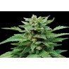 KARIBBEAN MANGO · Kannabia Seed Company · semillas de marihuana · Fem