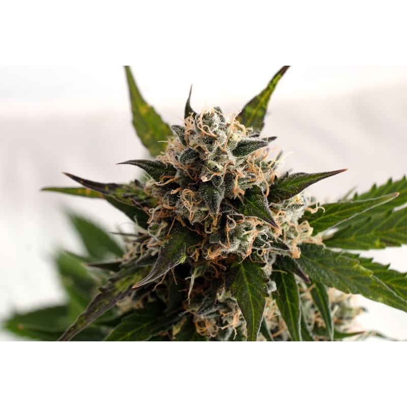 KICKASS AUTO · Kannabia Seed Company · semi di canapa · AutoFem