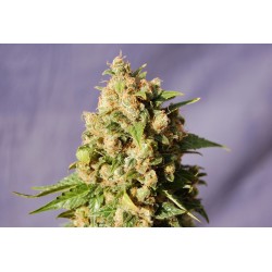 KISS · Kannabia Seed Company · semillas de marihuana · Fem