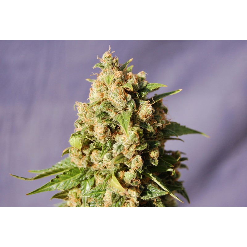 KISS · Kannabia Seed Company · semi di canapa · Fem