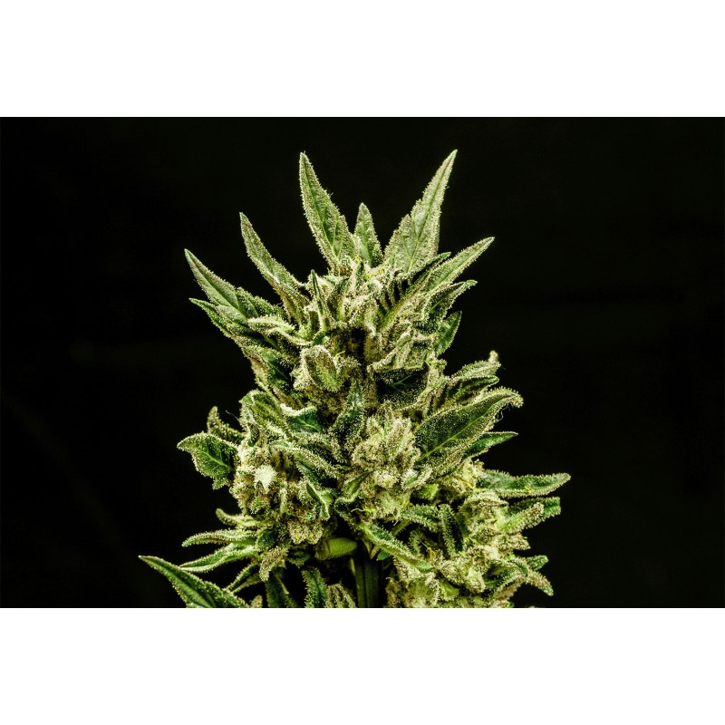 KRITIC AUTO  · Kannabia Seed Company · semi di canapa · AutoFem