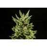 KRITIC AUTO · Kannabia Seed Company · semillas de marihuana · AutoFem
