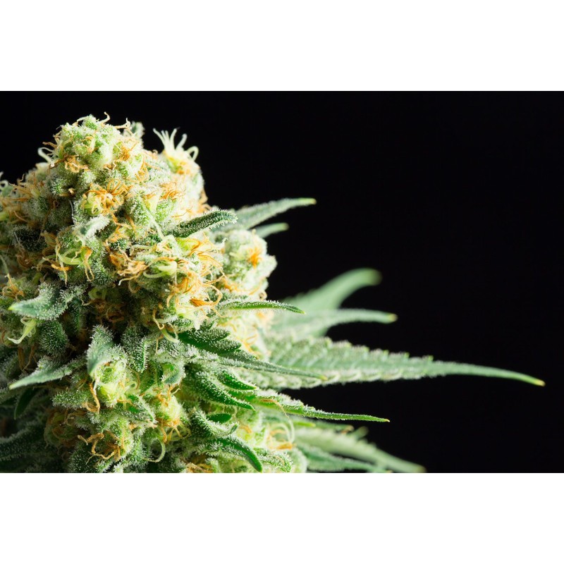 KRITIKAL-K · Kannabia Seed Company · semi di canapa indiana · Fem