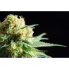 KRITIKAL-K · Kannabia Seed Company · cannabis seeds · Fem