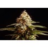 LA BLANCA · Kannabia Seed Company · semi di canapa · Fem