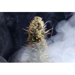 LA REINA DE AFRICA aka KABOOM · Kannabia Seed Company · semi di canapa · Fem