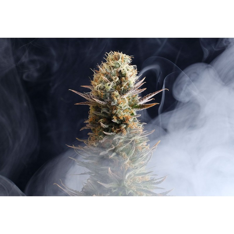 LA REINA DE AFRICA aka KABOOM · Kannabia Seed Company · semi di canapa · Fem