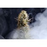 LA REINA DE AFRICA aka KABOOM · Kannabia Seed Company · semillas de marihuana · Fem
