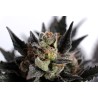 LEMON HAZE AUTO · Kannabia Seed Company · semi di canapa · AutoFem