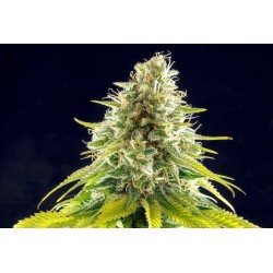 MATARO BLUE · Kannabia Seed Company · semi di canapa · Fem