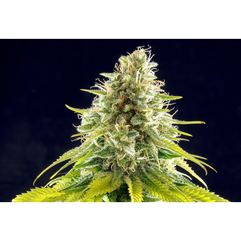 MATARO BLUE · Kannabia Seed Company · semi di canapa · Fem