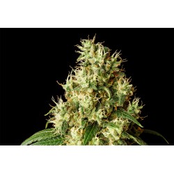 MIMOSA DREAM · Kannabia Seed Company · semillas de marihuana · Fem