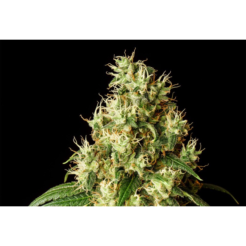 MIMOSA DREAM · Kannabia Seed Company · cannabis seeds · Fem