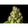 MIMOSA DREAM · Kannabia Seed Company · semi di canapa · Fem