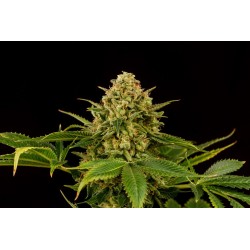 MONKEY GREASE · Kannabia Seed Company · semi di canapa · Fem