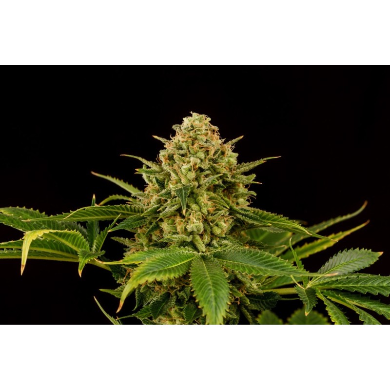 MONKEY GREASE · Kannabia Seed Company · cannabis seeds · Fem